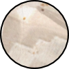 F2